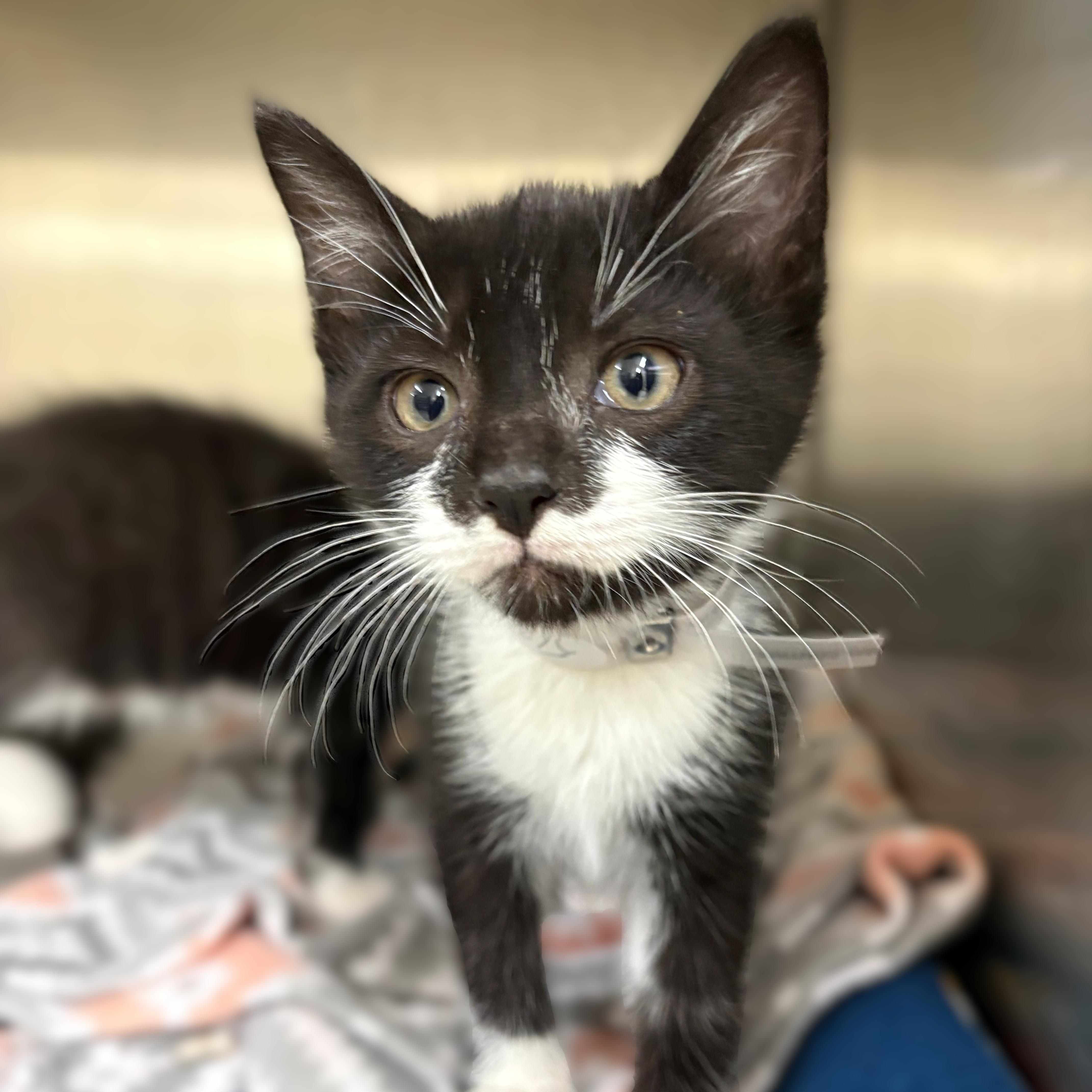A baby medium-sized male Black Domestic Short Hair cat named Lincoln for adoption in Columbia, MD