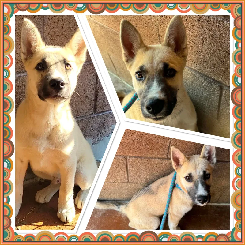 A baby medium-sized male Yellow / Tan / Blond / Fawn Shepherd dog named Mills for adoption in Buckhannon, WV