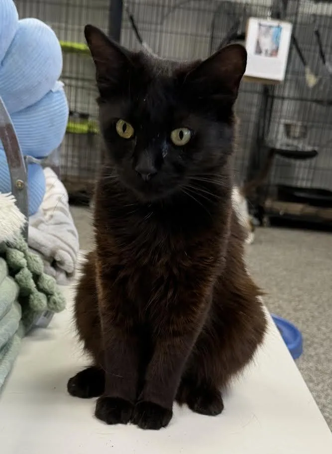 An adult large-sized female Black Domestic Medium Hair cat named Paisley for adoption in Jackson, CA