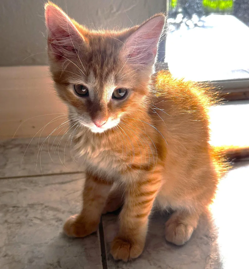 A baby medium-sized male Orange / Red Domestic Long Hair cat named Rigs for adoption in Fort Myers, FL
