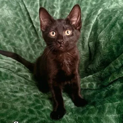 A baby medium-sized male Domestic Short Hair cat named Sparrow  I AM for adoption in East Brookfield, MA