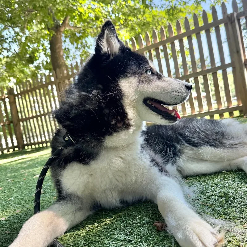 An adult medium-sized female Black Husky dog named Kya for adoption in Hampton Bays, NY