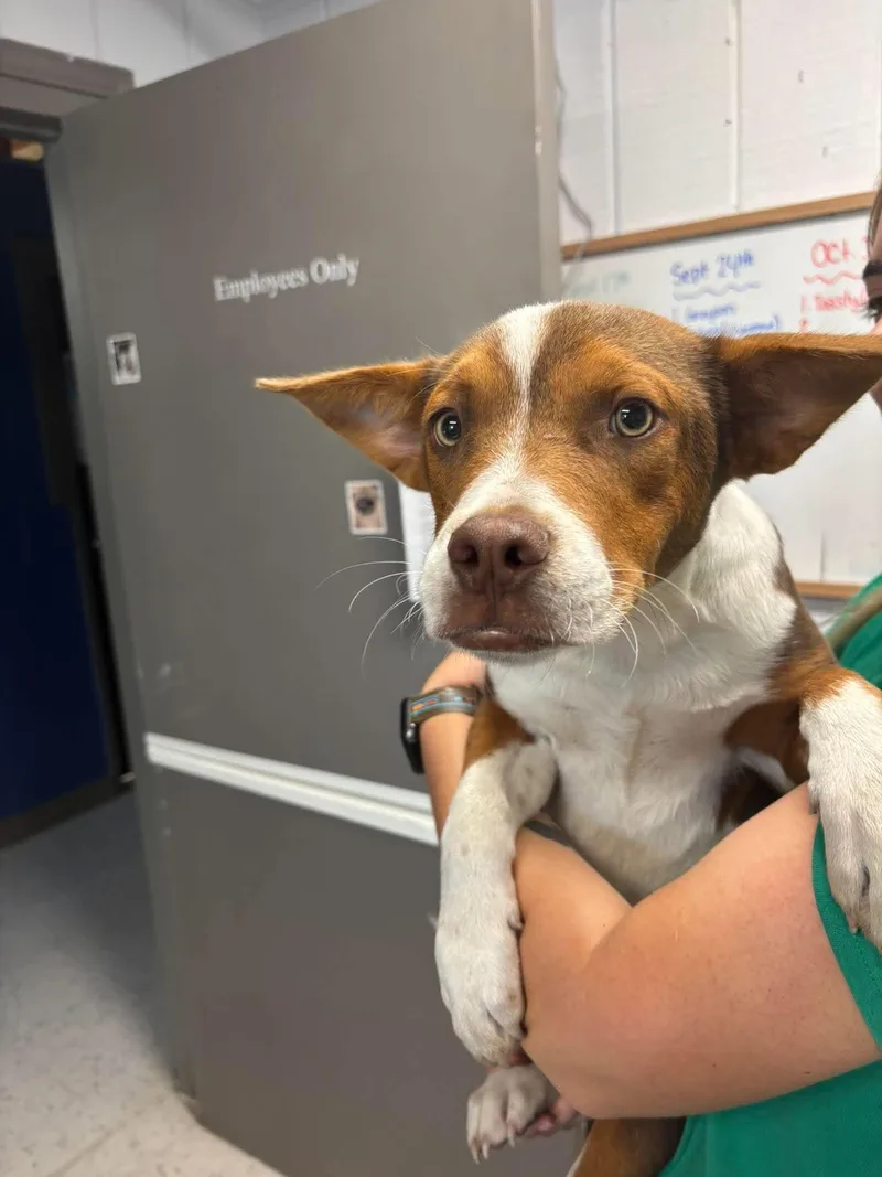 A young medium-sized male Brown / Chocolate Mixed Breed dog named Biscuits for adoption in Leitchfield, KY