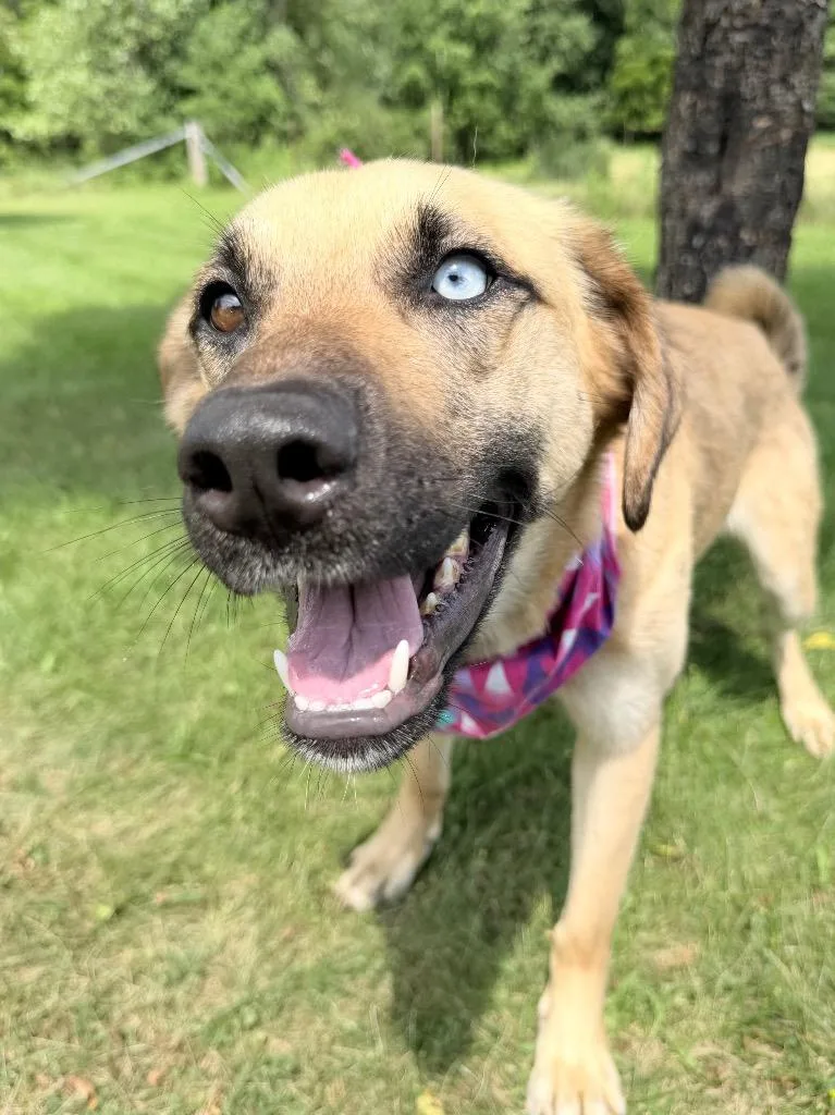 An adult medium-sized female Mixed Breed dog named Sassy for adoption in Menomonie, WI