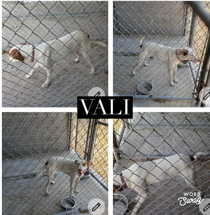 Vali