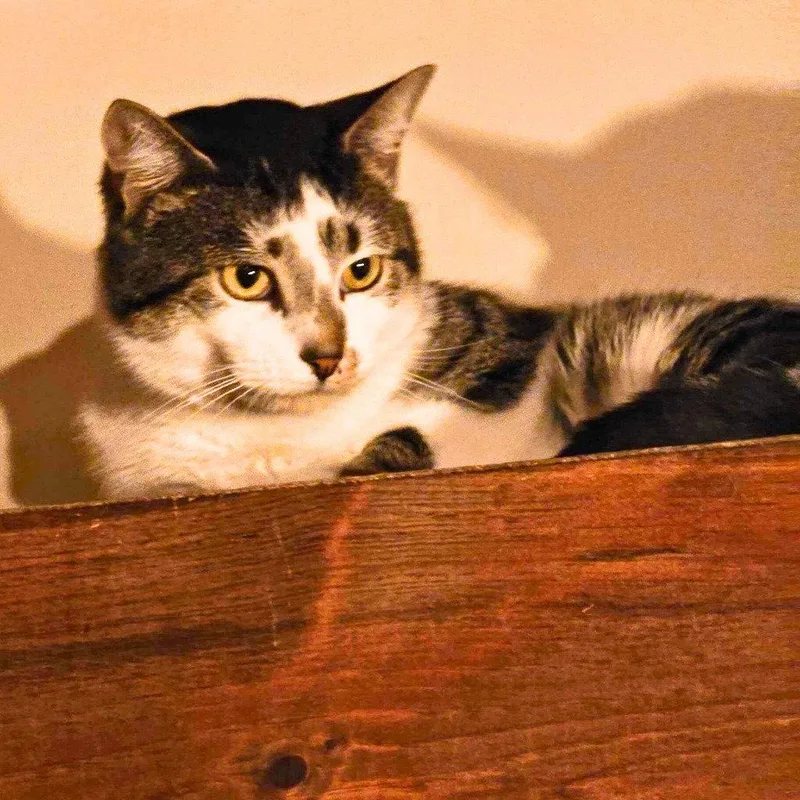 An adult medium-sized male Domestic Short Hair cat named Flapjack Octopus for adoption in Brooklyn, NY