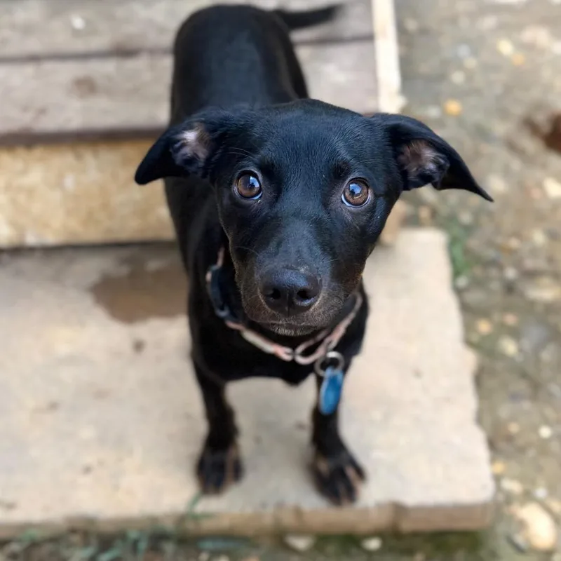 A baby small-sized female Black Mixed Breed dog named Franziska for adoption in Fredericksburg, VA
