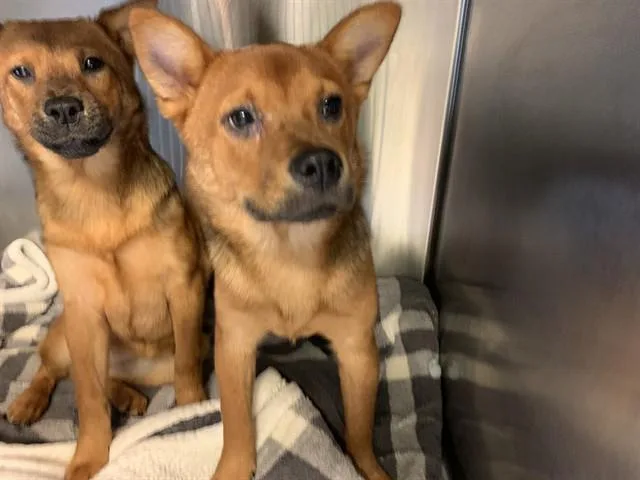 A young small-sized female Shiba Inu dog named Isolde for adoption in Grand Prairie, TX