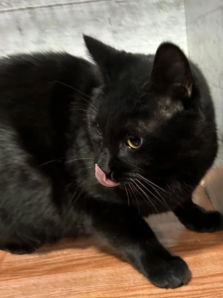 An adult small-sized female Black Domestic Short Hair cat named Batmite for adoption in Temperance, MI