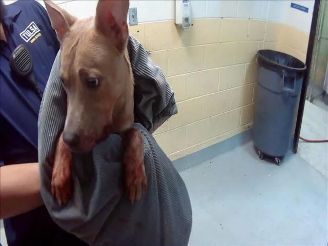 A young medium-sized female Pit Bull Terrier dog named Pond for adoption in Tulsa, OK