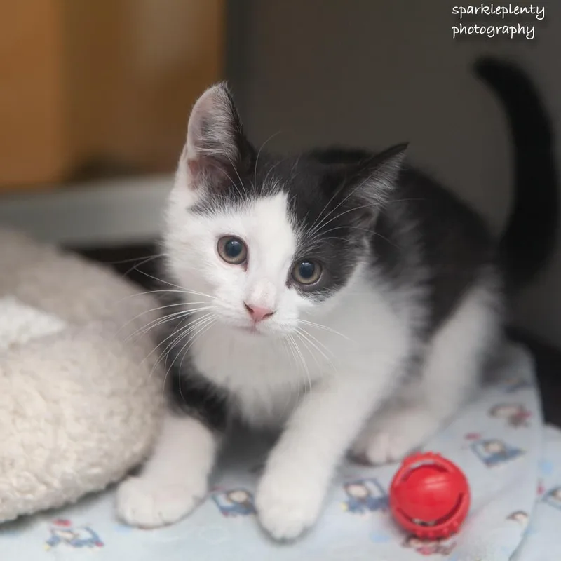 A baby medium-sized male Black Domestic Short Hair cat named Kazu for adoption in Ridgefield, CT