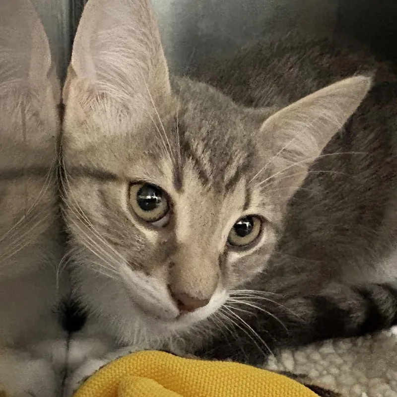 A baby small-sized male Gray / Blue / Silver Domestic Short Hair cat named White Fang for adoption in Gloucester, VA