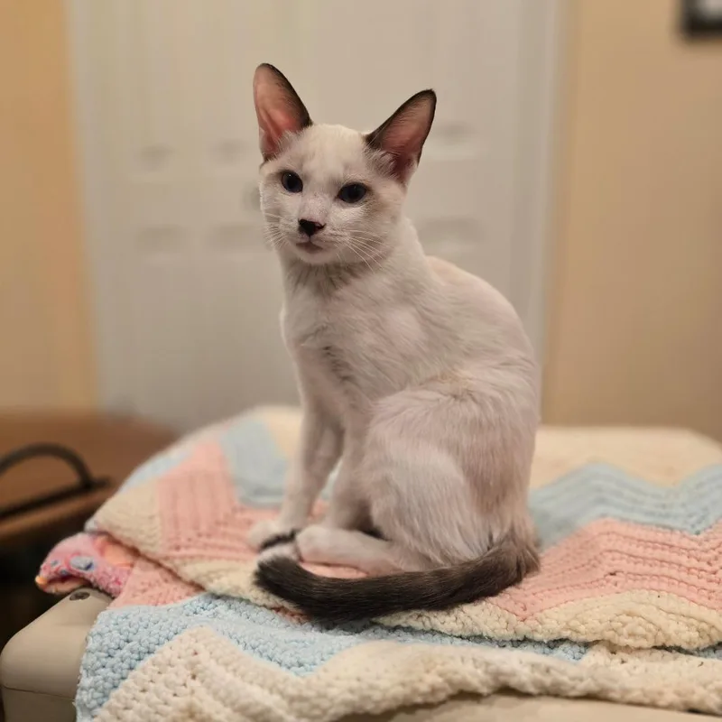 A baby medium-sized male Siamese cat named Tim for adoption in Agoura Hills, CA