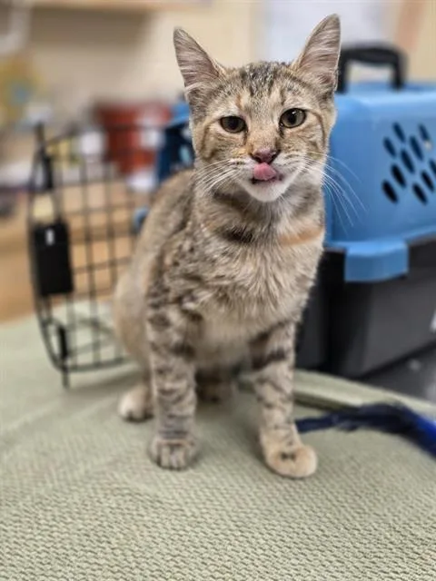 A young small-sized female Domestic Short Hair cat named Clawdine for adoption in Aliquippa, PA