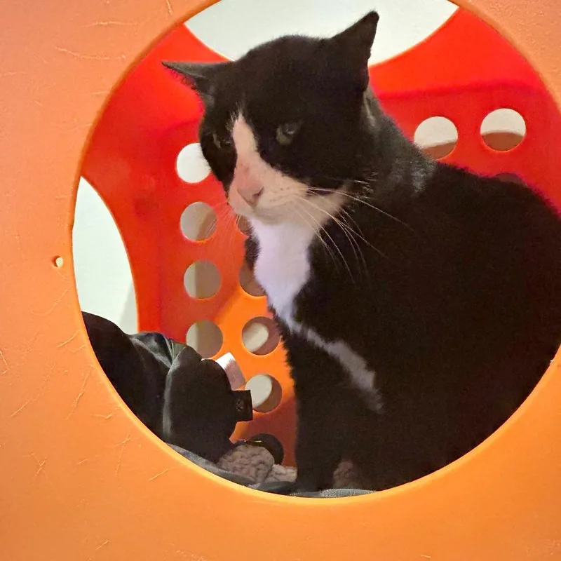 A senior large-sized male Black Domestic Short Hair cat named WKRP in Cincinnati for adoption in Austin, TX