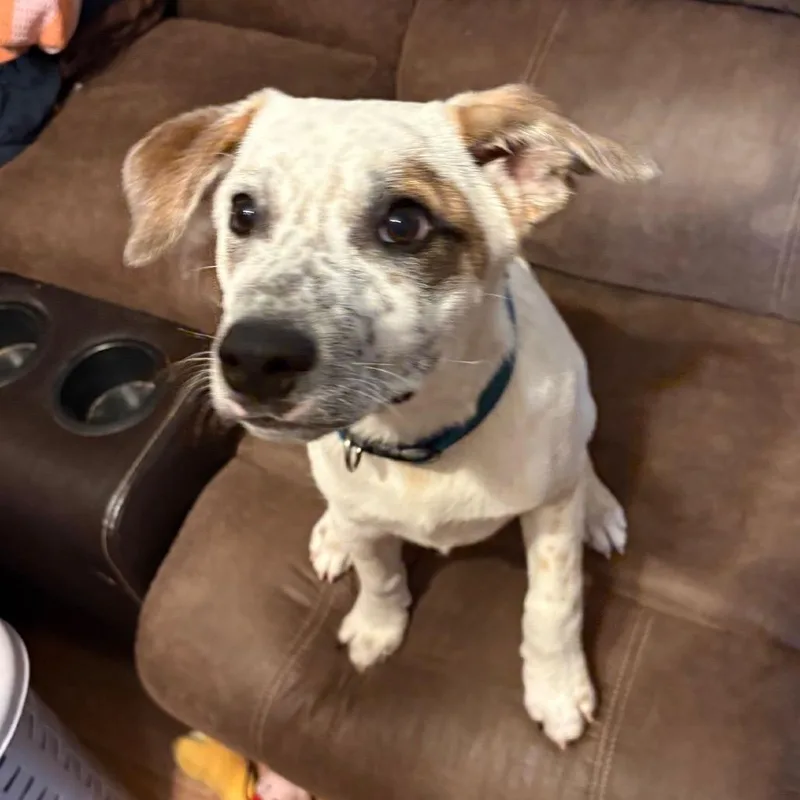 A young medium-sized male White / Cream Cattle Dog dog named "dillon" Aka Pablo for adoption in Wadena, MN