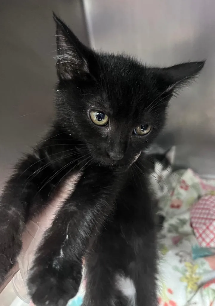 A baby medium-sized female Domestic Short Hair cat named Patchouli for adoption in Cincinnati, OH