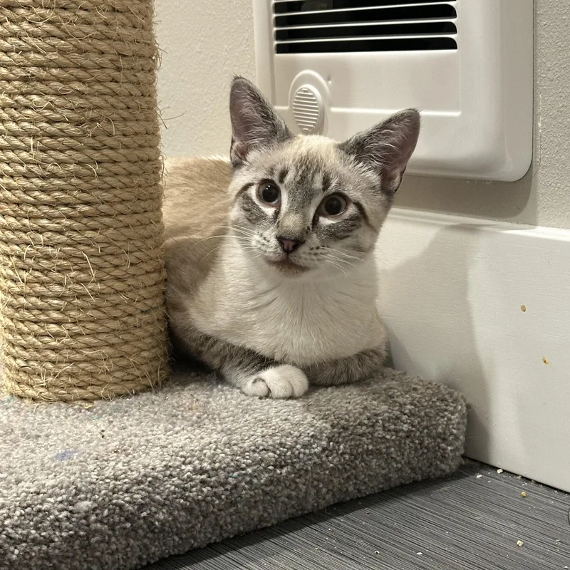 A baby medium-sized male Blue Point Siamese cat named Miso for adoption in Maple Valley, WA