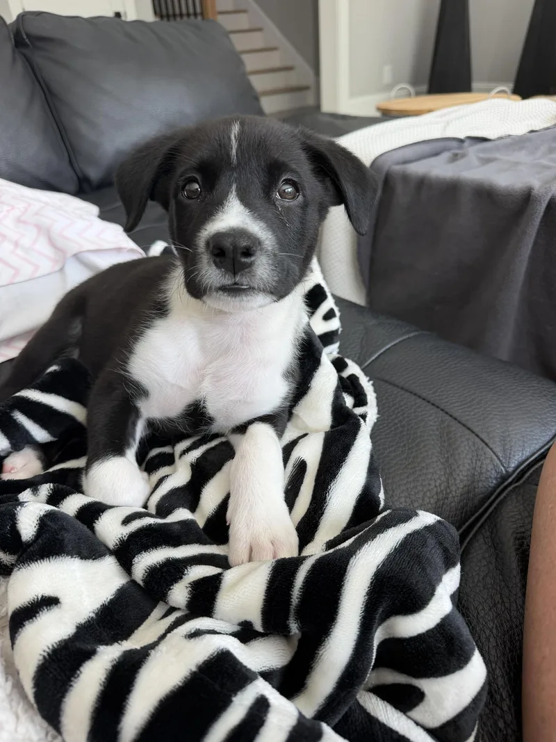 A baby small-sized male Australian Shepherd dog named Marshall for adoption in Winder, GA