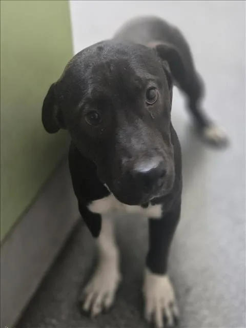 An adult medium-sized male Pit Bull Terrier dog named Socks for adoption in Los Angeles, CA