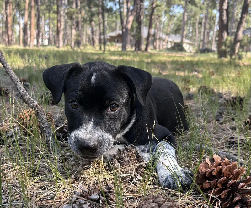 A baby medium-sized male Pointer dog named Zayne for adoption in Evergreen, CO