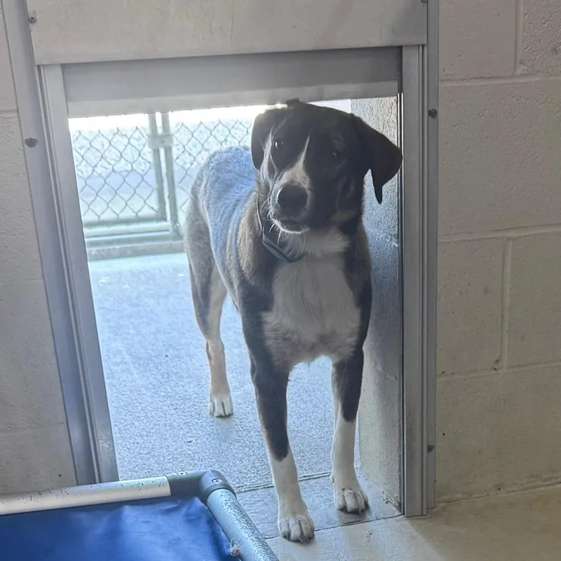 Snoop