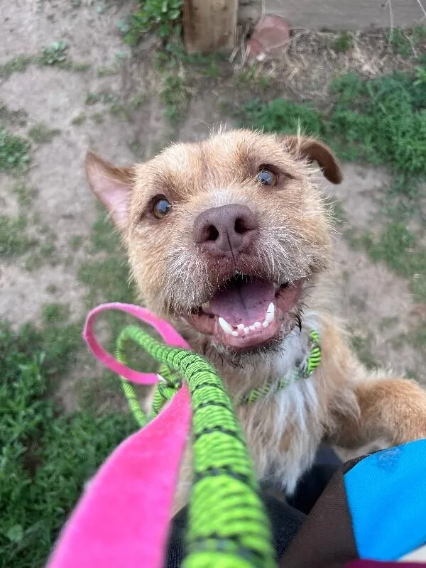 An adult medium-sized male Yellow / Tan / Blond / Fawn Wheaten Terrier dog named Walter for adoption in Fort Collins, CO