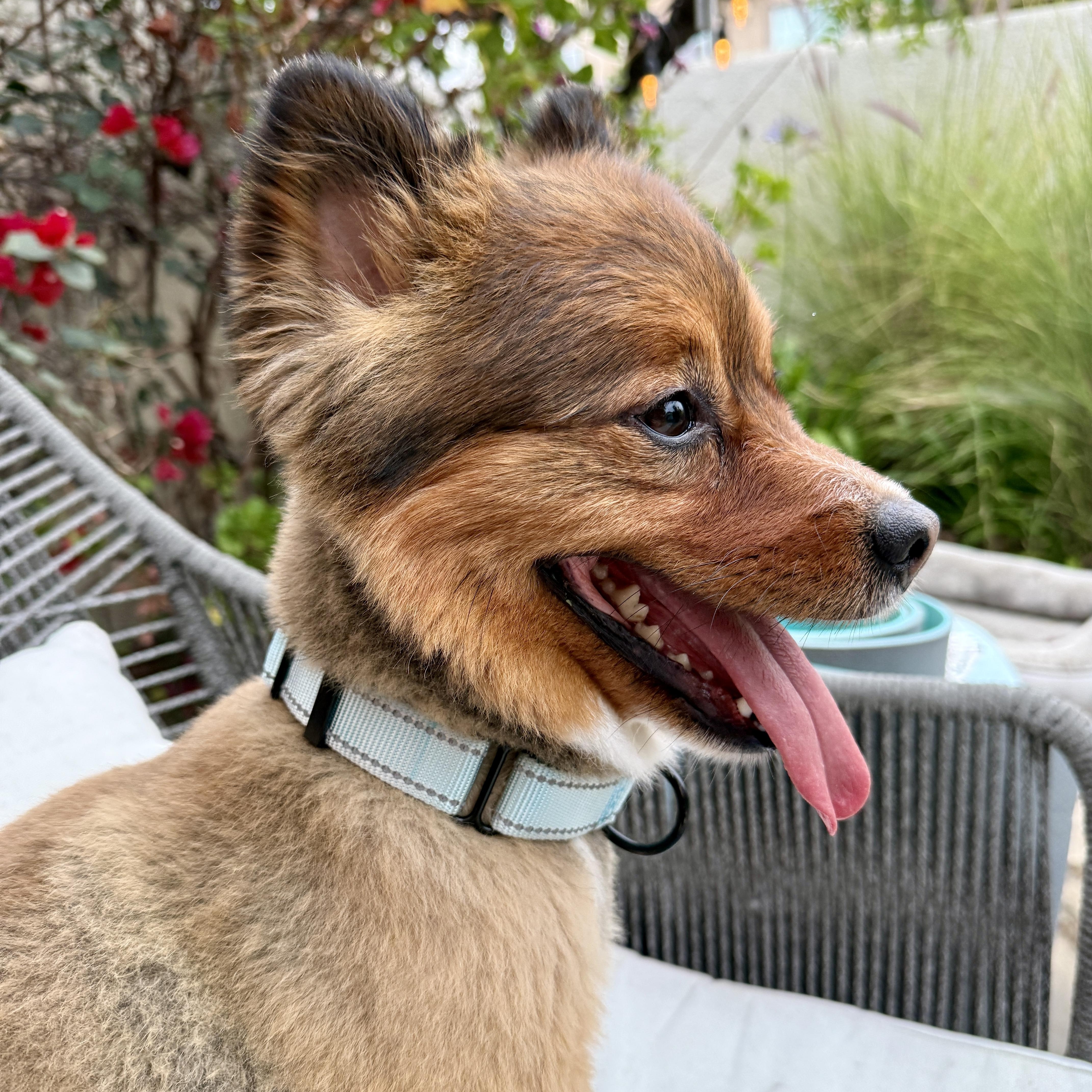 Otis