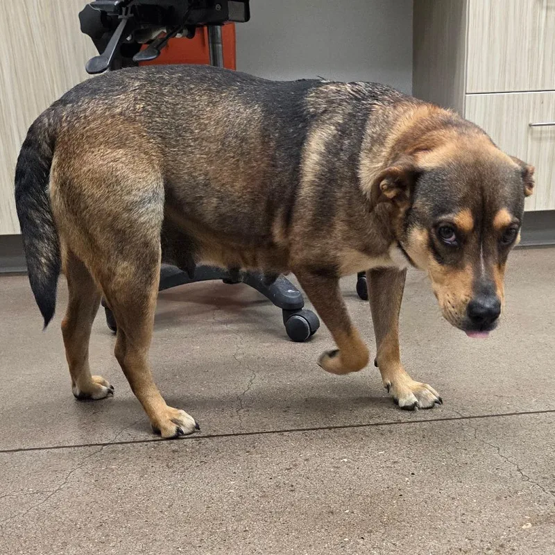 An adult extra large-sized female Brown / Chocolate Mixed Breed dog named Emma for adoption in Chattanooga, TN