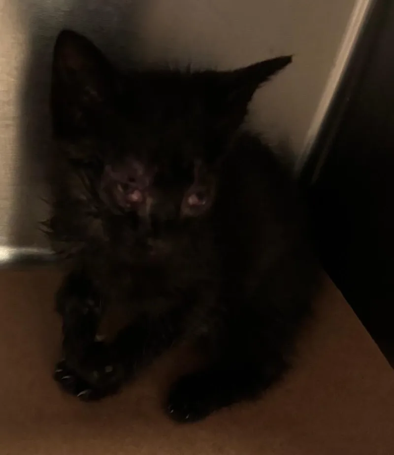 A baby large-sized male Domestic Short Hair cat named Bruno for adoption in Cartersville , GA