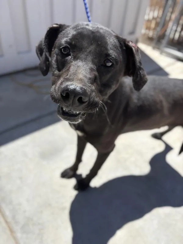 An adult large-sized male Doberman Pinscher dog named Rebel for adoption in Victorville, CA