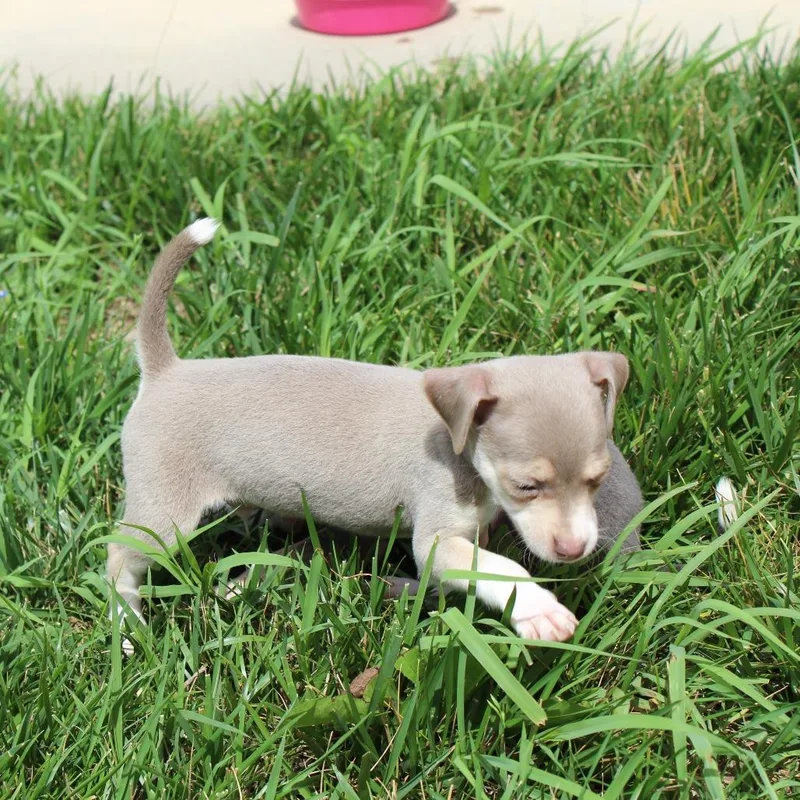 A baby small-sized male White / Cream Beagle dog named Lil Grumpy for adoption in McPherson, KS