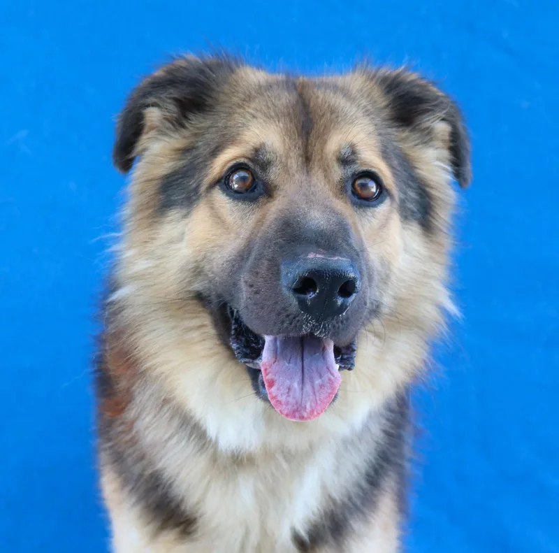 A young medium-sized male German Shepherd Dog dog named Oso for adoption in Pasadena, CA
