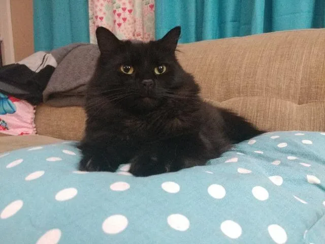 Grapefruit thumbnail 2