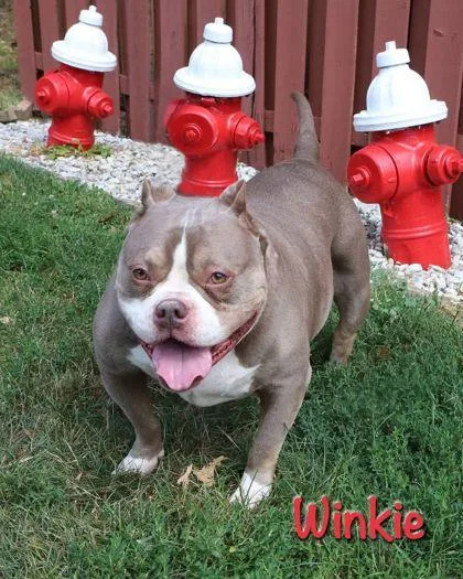 Winkie