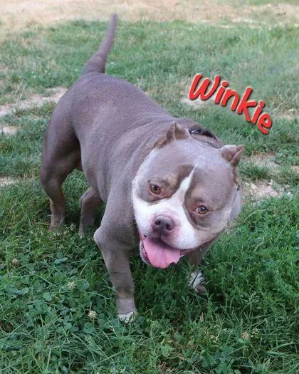 Winkie thumbnail 2