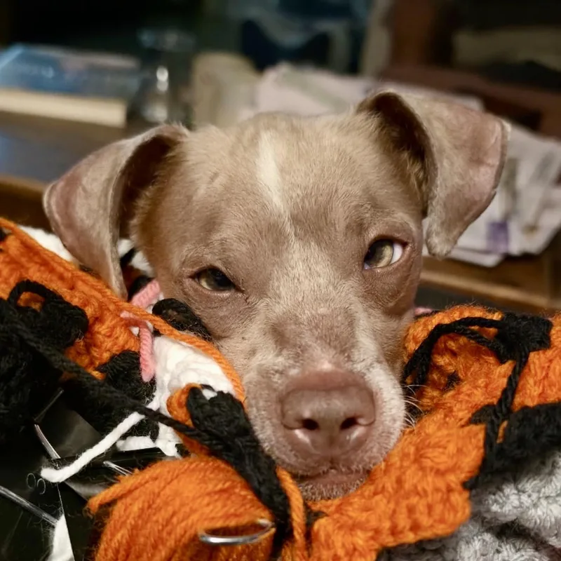A young small-sized male Brown / Chocolate Chihuahua dog named Groot for adoption in Pelham, NH