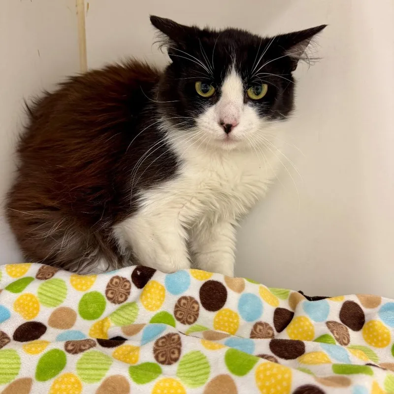 A young medium-sized male Black Domestic Long Hair cat named Bob for adoption in Long Beach, CA