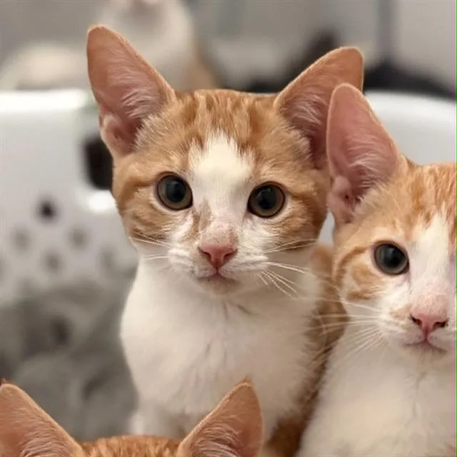 Cheddar