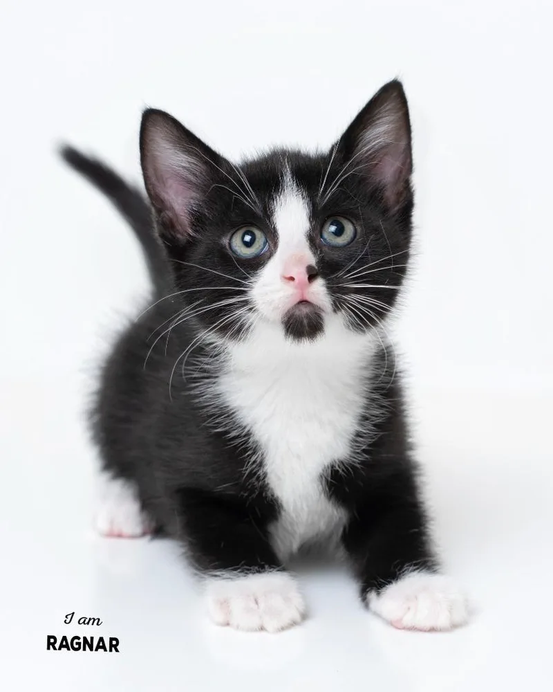 A baby small-sized male Domestic Short Hair cat named Ragnar for adoption in Boone, IA