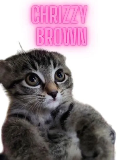 A young small-sized female Domestic Short Hair cat named Chrizzy Brown for adoption in Columbus, IN