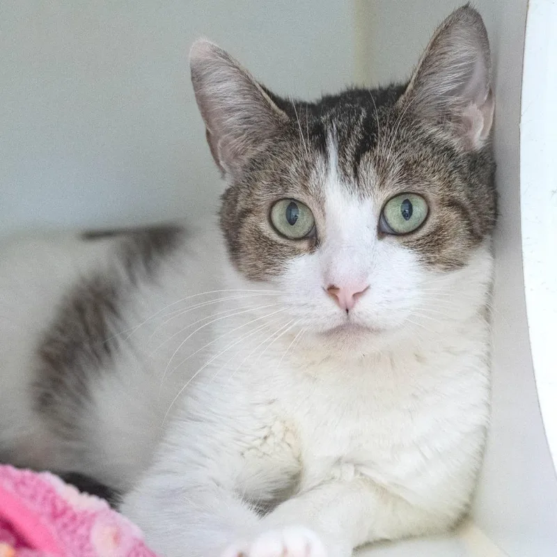 An adult medium-sized female White Domestic Short Hair cat named Party for adoption in Pontiac, MI
