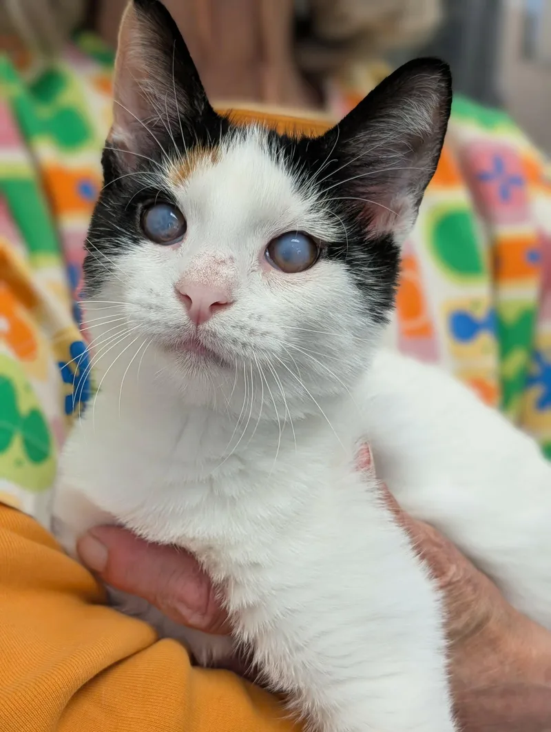 A young medium-sized female Calico Domestic Short Hair cat named Jaime for adoption in Chambersburg, PA
