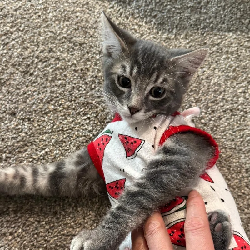 A baby small-sized male Gray / Blue / Silver Domestic Short Hair cat named Petrie for adoption in Laramie, WY
