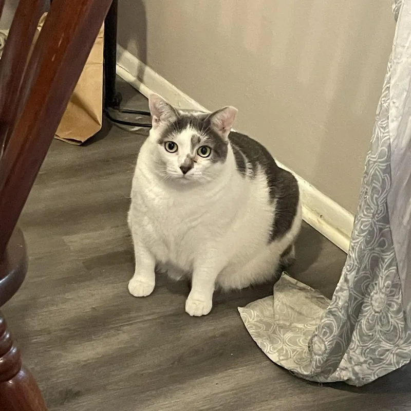 An adult small-sized female White Domestic Short Hair cat named Snowfall for adoption in Bel Air, MD