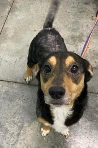 An adult medium-sized male Mixed Breed dog named Pheonix for adoption in Lampasas, TX