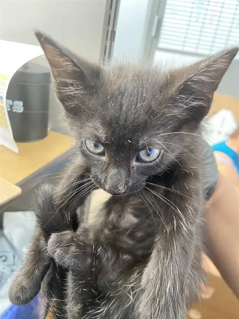 A baby medium-sized female Domestic Short Hair cat named Korra for adoption in Dallas, TX