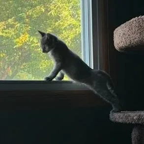Mimi