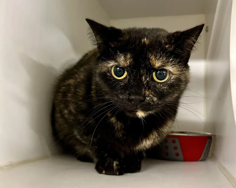 An adult medium-sized female Tortoiseshell Domestic Short Hair cat named Hummingbird for adoption in Seville, OH