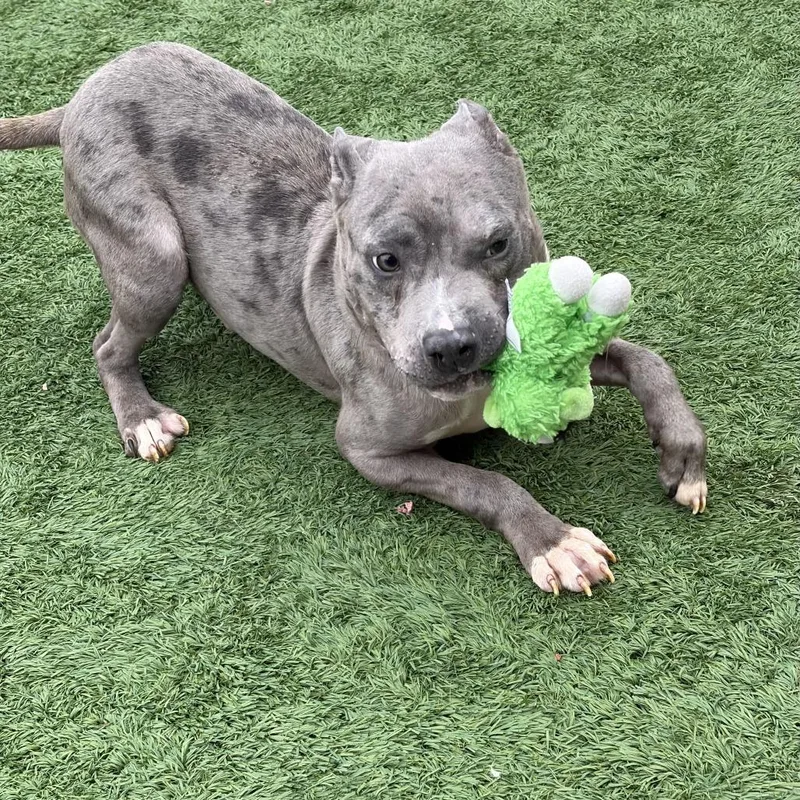 A young medium-sized male Gray / Blue / Silver Pit Bull Terrier dog named Moe for adoption in Matteson, IL